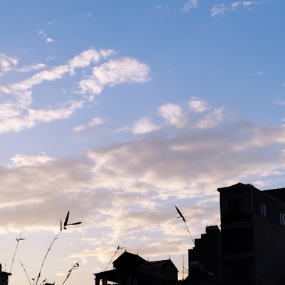 Phương Linh Dương