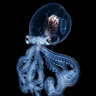 Minh Chau Nguyen Ngoc