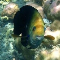 Leon Thijssen-Schreurs