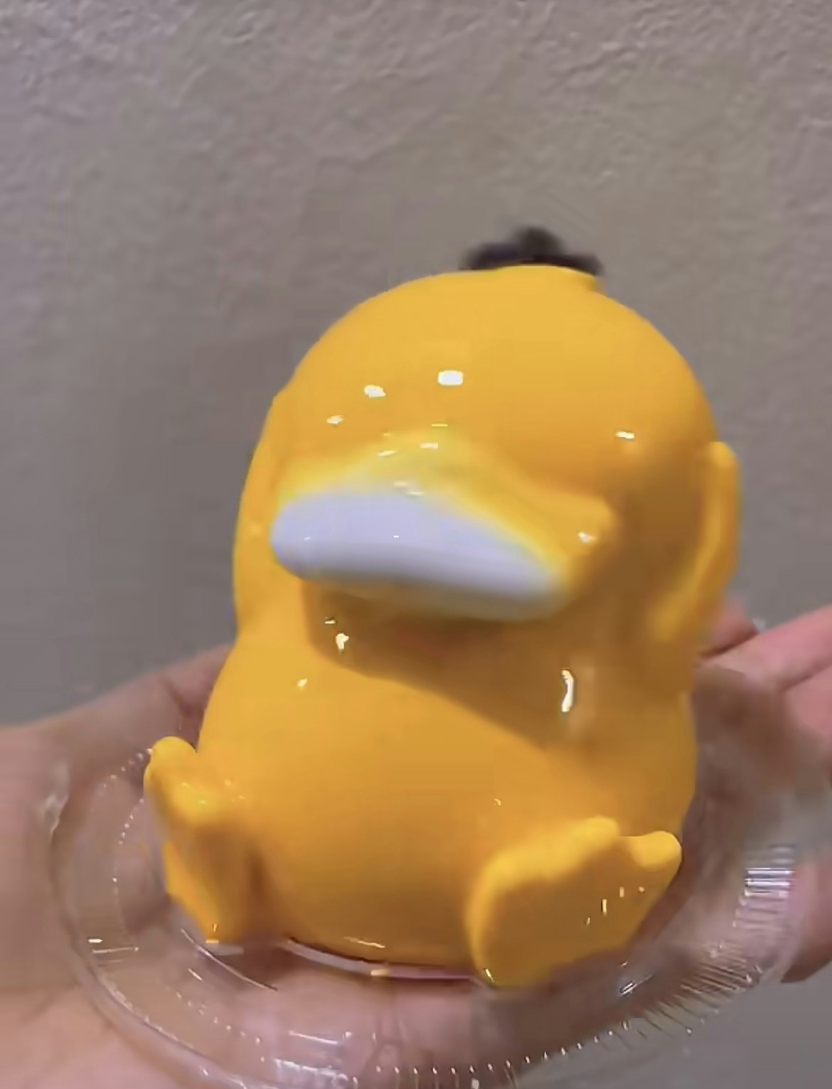 kotorijane kotorijane