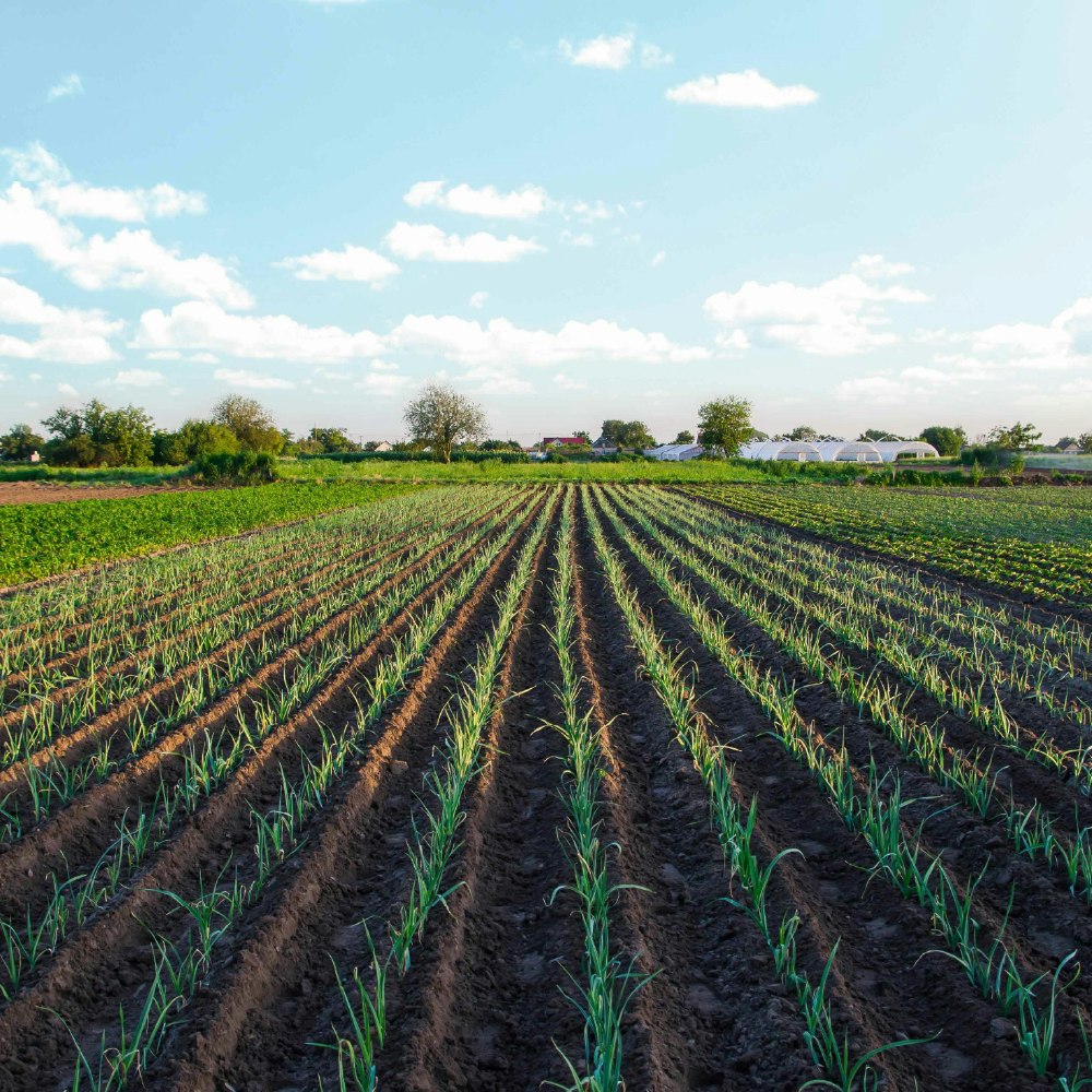 Pengusaha Gula Gunawan Jusuf