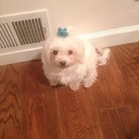 Lorraine Daley Romanelli