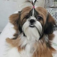 Francislaine Aparecida Garcia