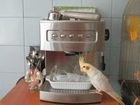 Kestutis Urbonavicius