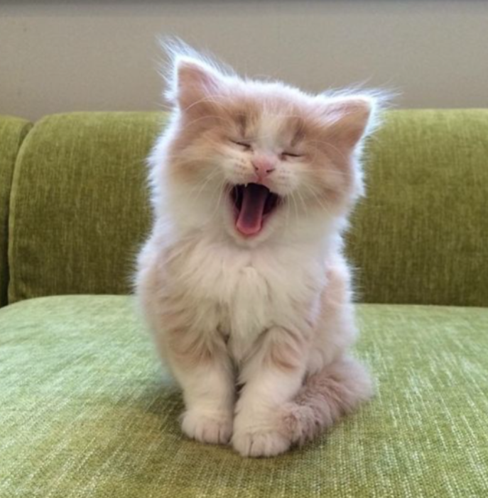 ProductHunt profile picture for @baklava