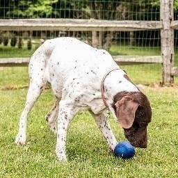 Dashiel Lopez Mendez