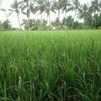 Revathi Priya Kumarasamy