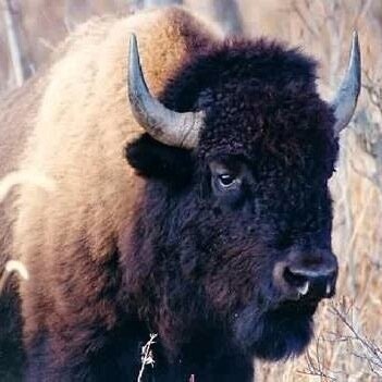 Bison