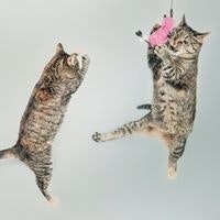 Иван Зеннер