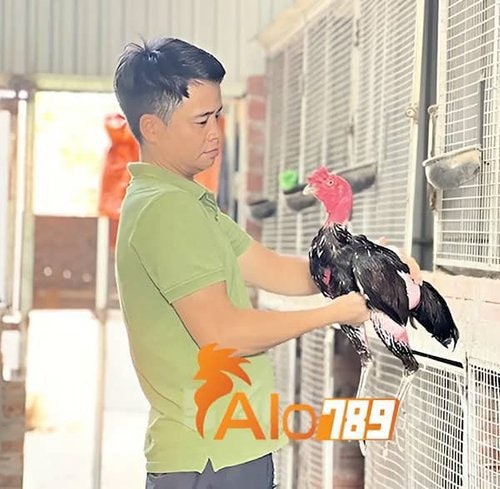 Nguyễn Hữu Cảnh ALo789