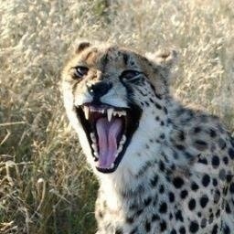 Stanislav Martsenyuk