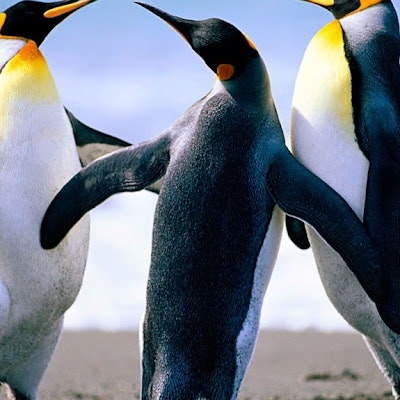 Anwar Elfatih Taha Elhag