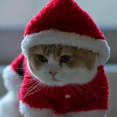 Santa Cat