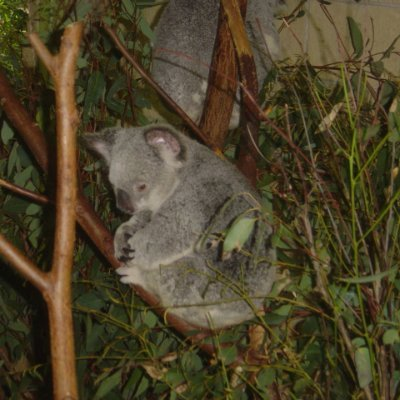 koalapeppu