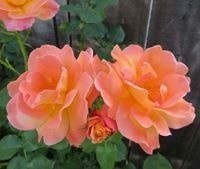 علي ابومصعب