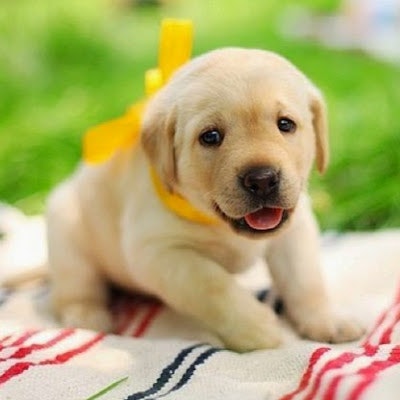 Anshika Kulshreshtha