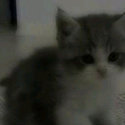 Роман Головчанский