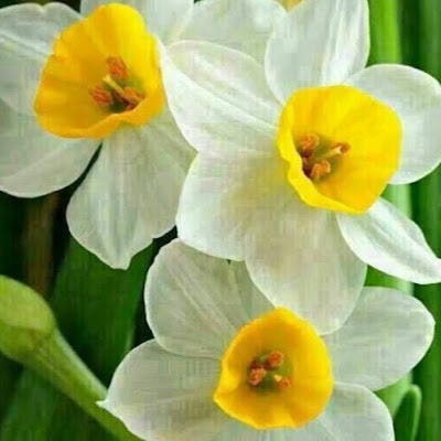 Mehrdad Mir