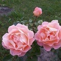 Хурс Светлана