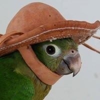 Настя Авдоніна