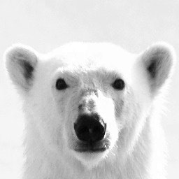 Polarbear