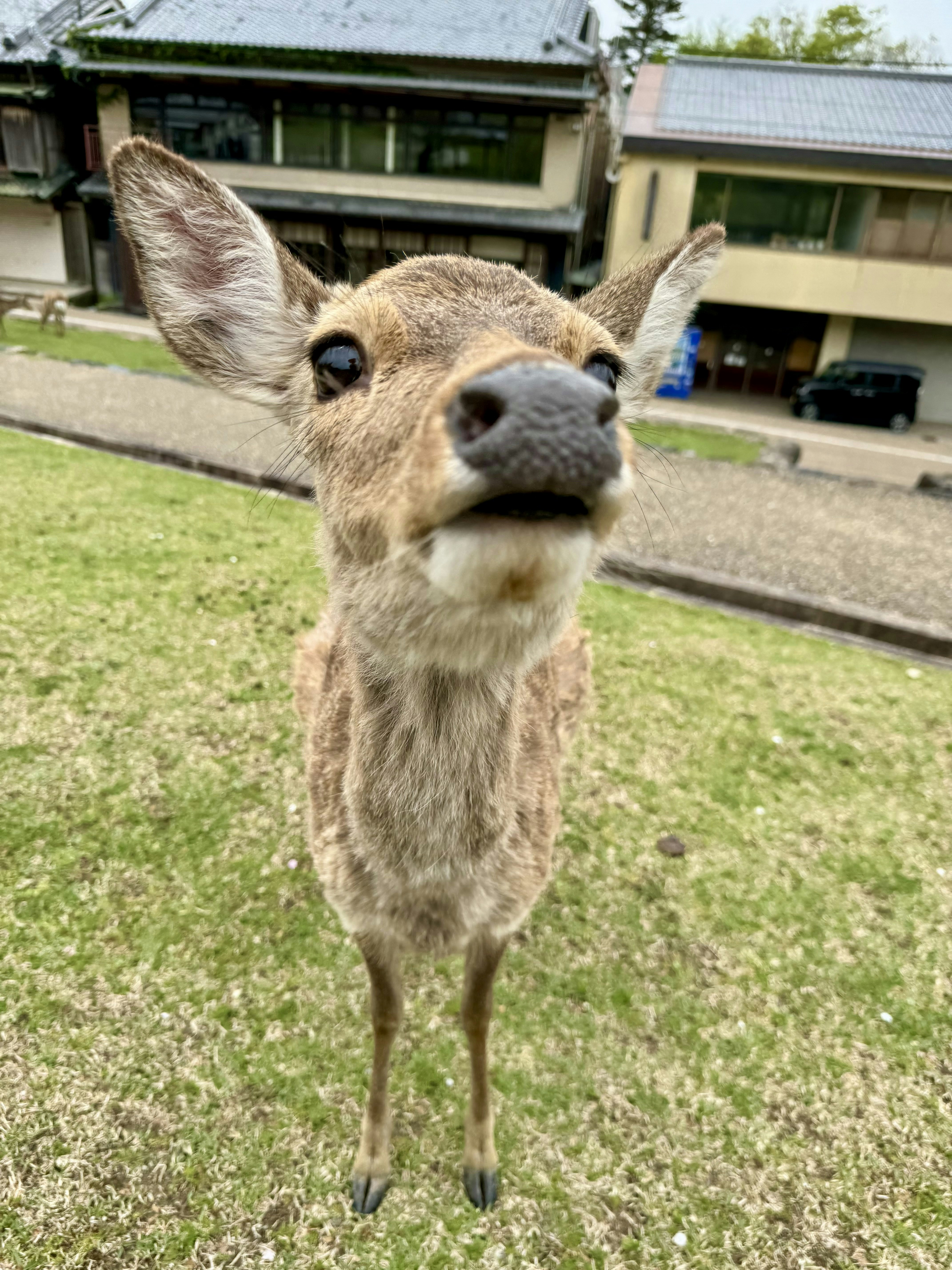 AI DEER
