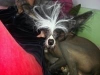 Василий Пащенко