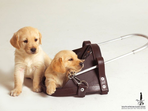 Shiva Teja Akinapall