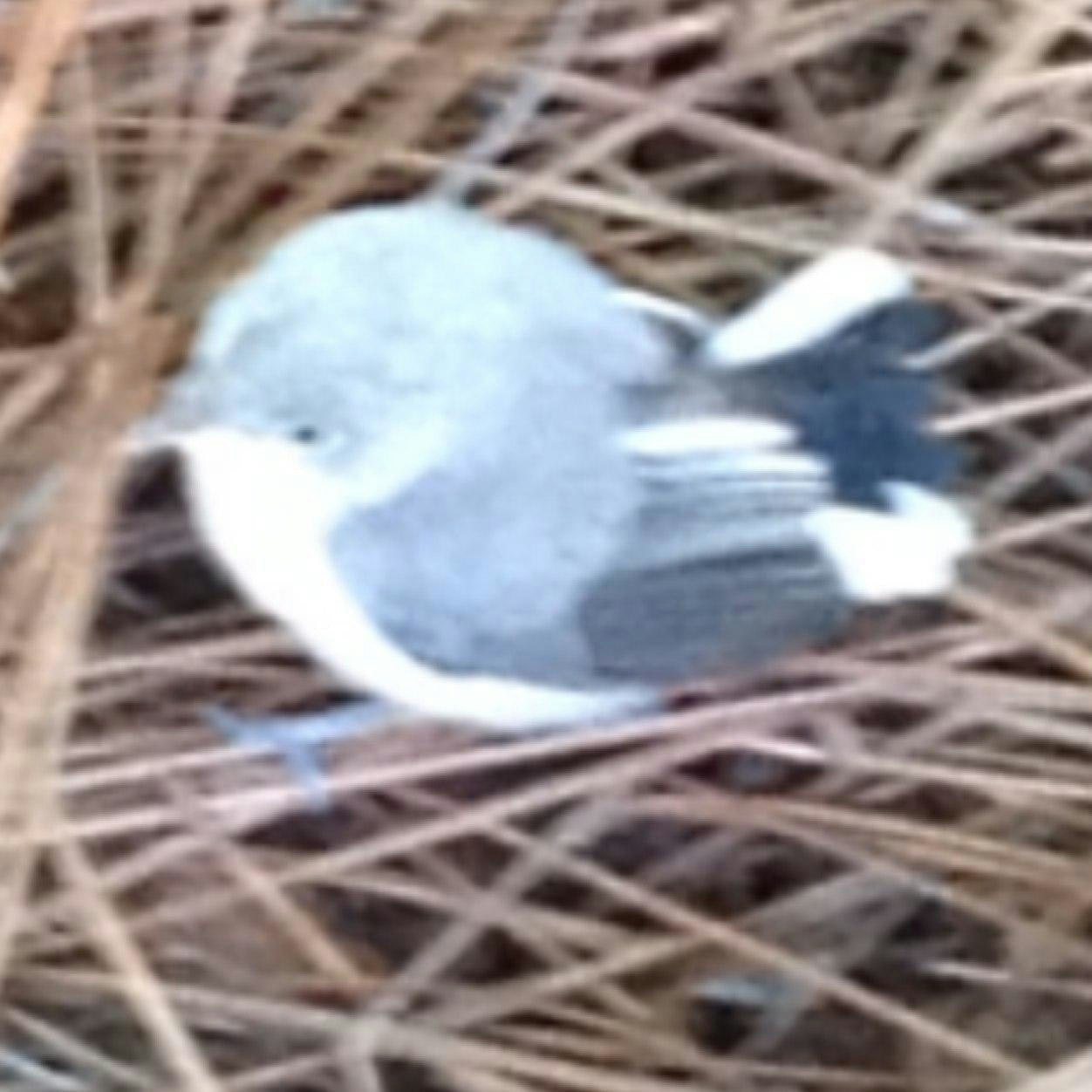 ⸘ ᷓ ᷔ ᷕ ᷖ ᷗ ᷘ ᷙ ᷛ‽🔨⚙