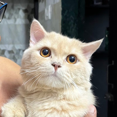 Mohammed Umar Gigani