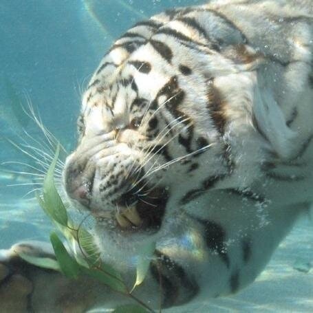 Анатолий Лунёв