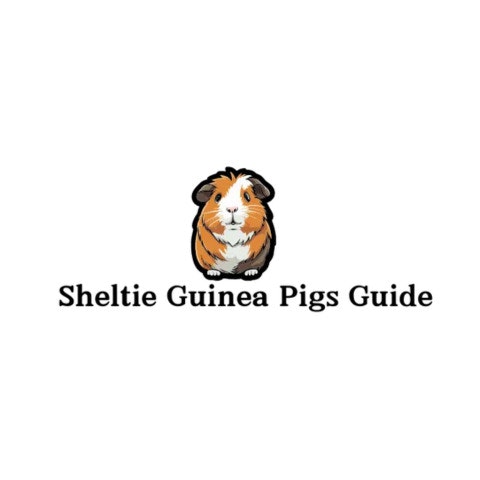 Sheltie Guinea Pig