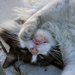 МёртваяРозоваяТочка