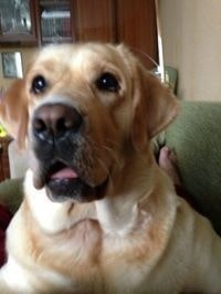 Светлана Герваш