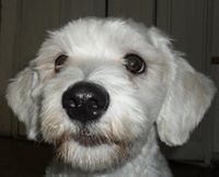 Alejandro Koschmieder