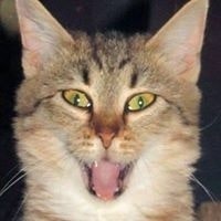 Лида Лютова