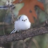 Rebecca Linda Casinha Santos