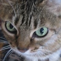 Yolanda Patricia Gómez