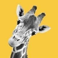 Gyrdali Kamiloparinos