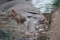 Aleksandar Grujovski