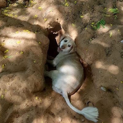 Zak Dan (Fit By Principles)