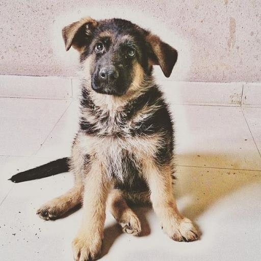 Danilo Sérgio Vieira