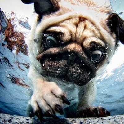 LAST PUG Lindberg