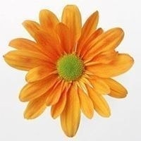 Анна Саракул