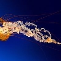 Игорь Демьянов