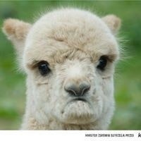 Emily Zolten Jillette