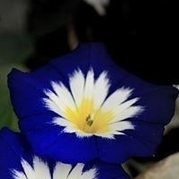 Јасмина Росиќ