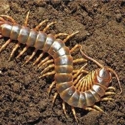 Centipede Facts