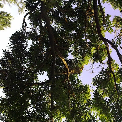 Mirza Zulfiqar Ali Jaffer Ali