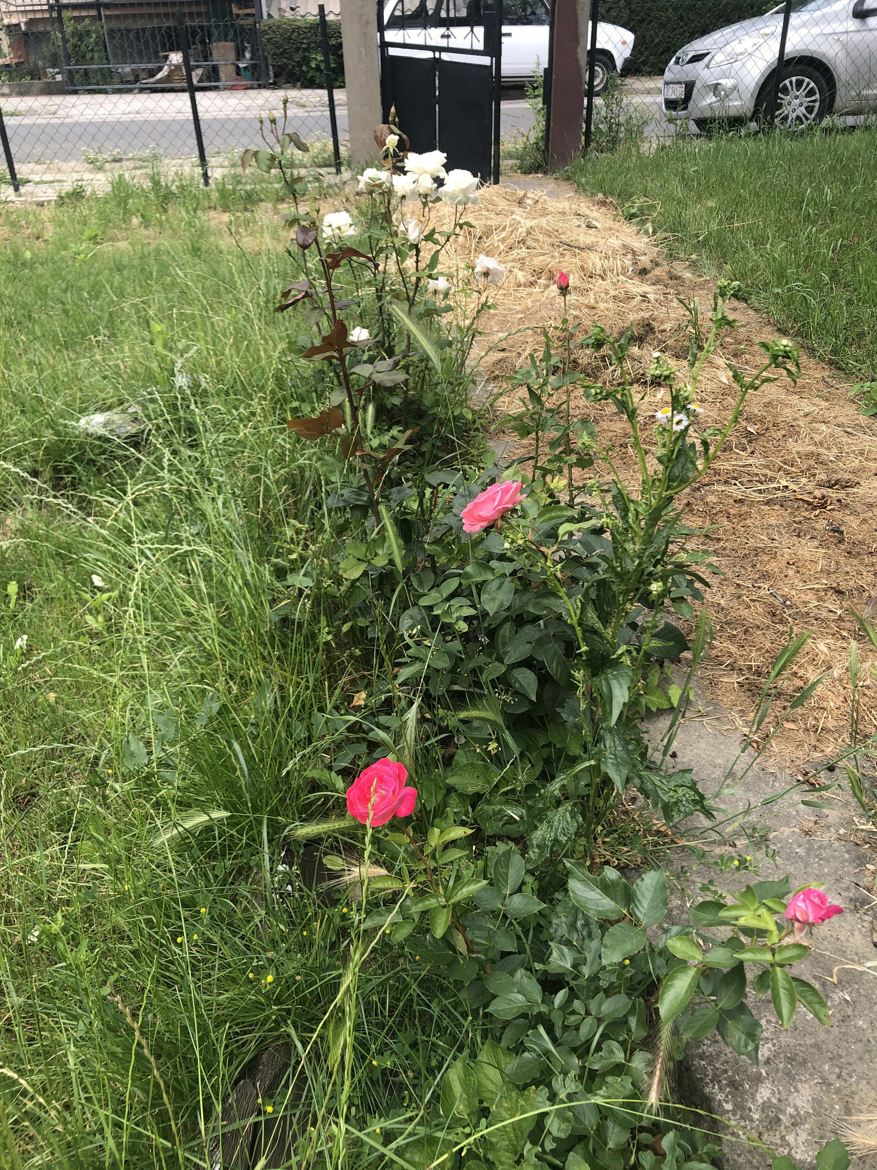 Радмила Ѓорѓевска